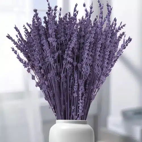 Purple Dried Lavender Flowers Bundle   ''  Real Dry Preserved Lavender Bouquet for Shower Home Wedding Vase Decor, Handmade, Fragrance, Live Plants Silk Flowers(g,oz)